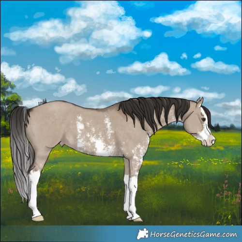 Horse Color:Liver Red Dun Sabino Splash Varnish
