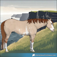 Horse Color:Red Dun Sabino Splash