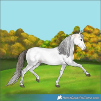 Horse Color:White Spotted Buckskin 