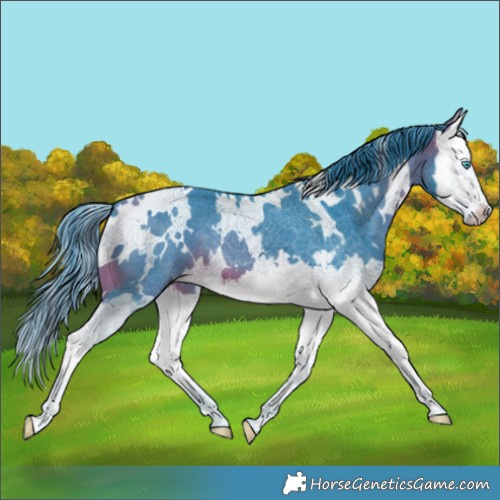 Horse Color:Watercolor White Spotted Bay Splash 