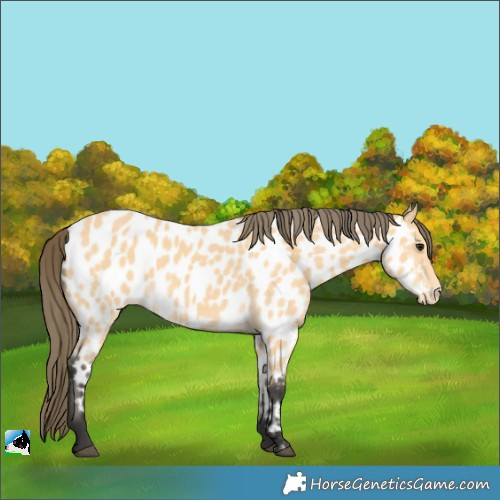 Horse Color:Buckskin Appaloosa