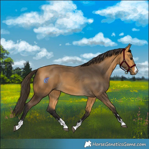 Horse Color:Buckskin 