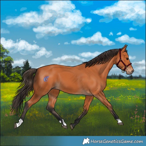 Horse Color:Bay 