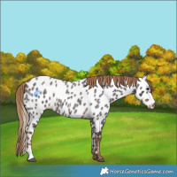 Horse Color:Liver Red Roan Near Leopard