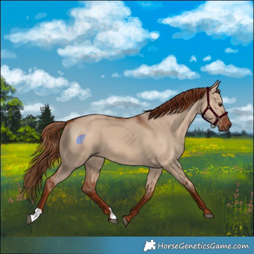 Horse Color:Red Dun 