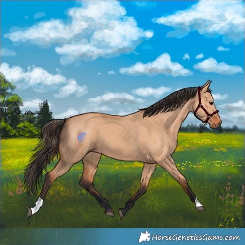 Horse Color:Bay Dun 