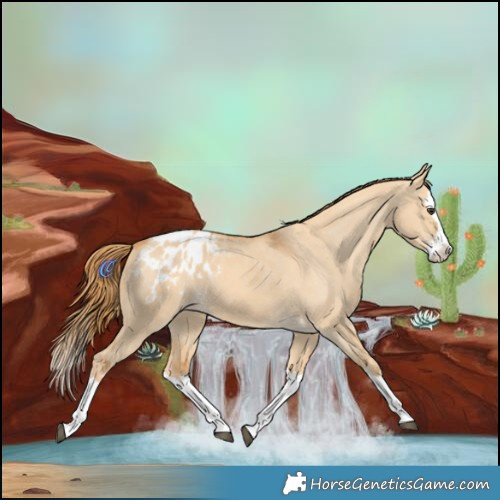 Horse Color:Red Dun Splash Blanket 
