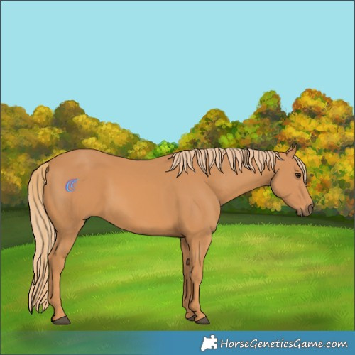 Horse Color:Chestnut Rabicano