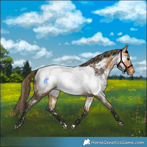 Horse Color:Buckskin Appaloosa 