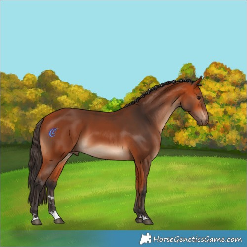 Horse Color:Bay 
