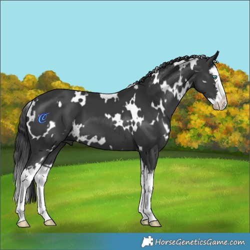 Horse Color:White Spotted Black Splash