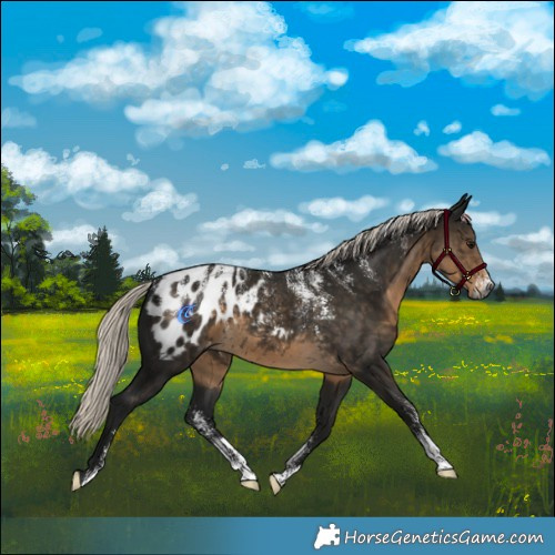Horse Color:Powder White Gray Silver Smoky Black Appaloosa 