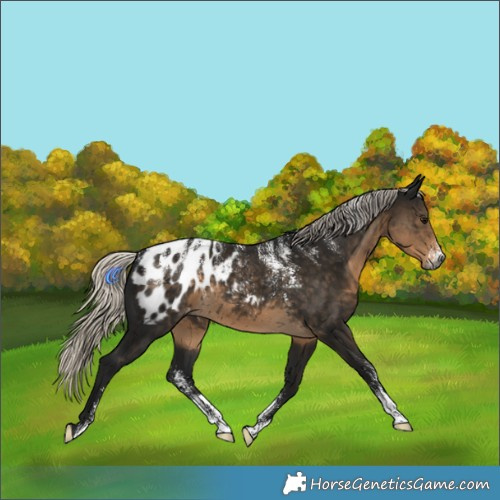 Horse Color:Powder White Gray Silver Smoky Black Appaloosa