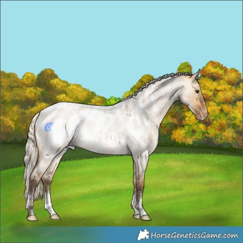 Horse Color:Powder White Silver Buckskin Roan Dun Near Leopard 