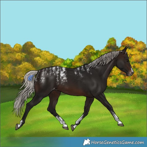 Horse Color:Powder White Gray Silver Brown Appaloosa Rabicano