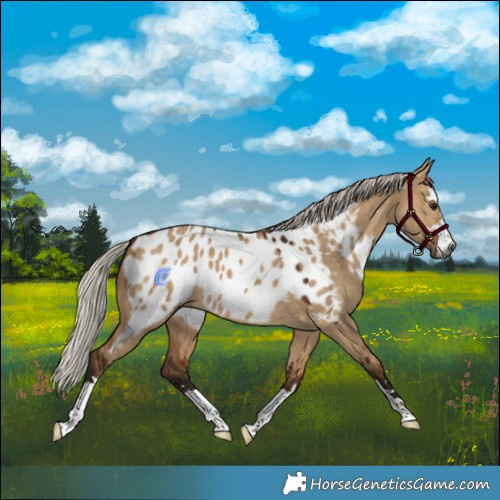 Horse Color:Gray Silver Bay Dun Appaloosa