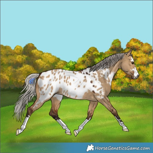 Horse Color:Gray Silver Bay Dun Appaloosa