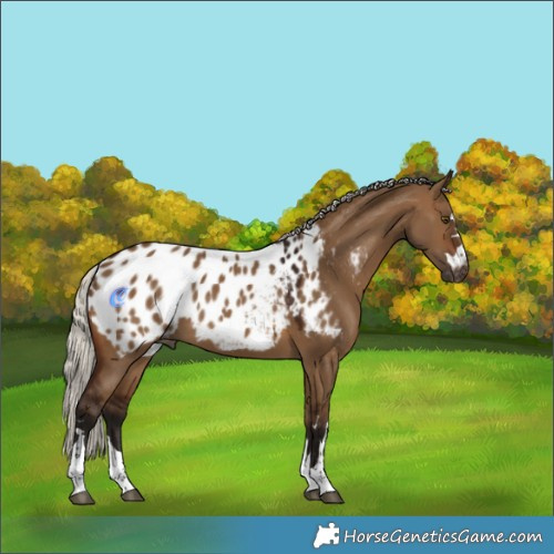 Horse Color:Gray Silver Brown Dun Near Leopard