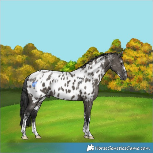 Horse Color:Powder White Gray Grullo Near Leopard