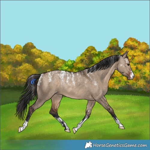 Horse Color:Powder White Brown Dun Appaloosa Rabicano