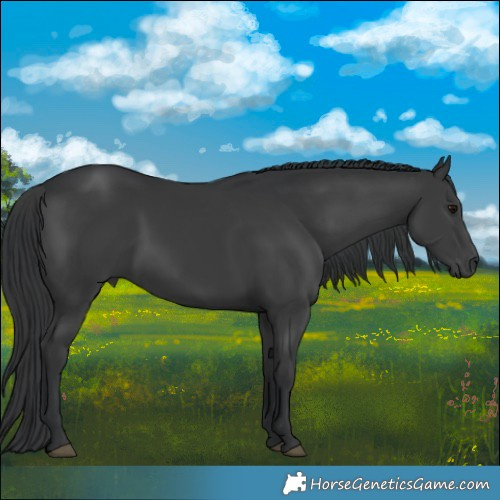 Horse Color:Black 