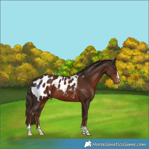Horse Color:Liver Chestnut Blanket 