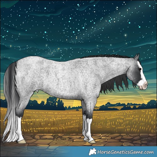 Horse Color:Blue Roan Splash