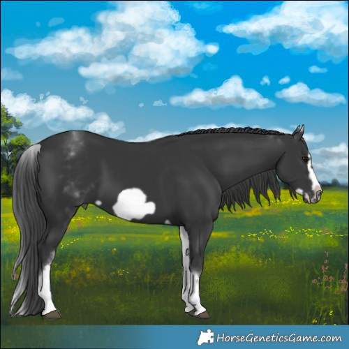Horse Color:White Spotted Black Splash Frame