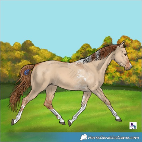 Horse Color:Red Dun Tobiano 