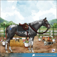 Horse Color:Gray Liver Chestnut Tobiano 