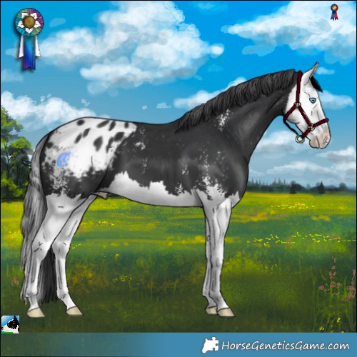 Horse Color:Black Sabino Splash Appaloosa