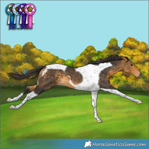 Horse Color:Buckskin Tobiano