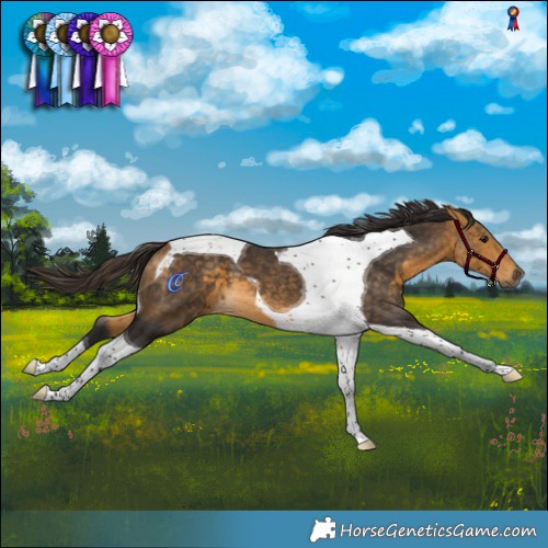 Horse Color:Buckskin Tobiano