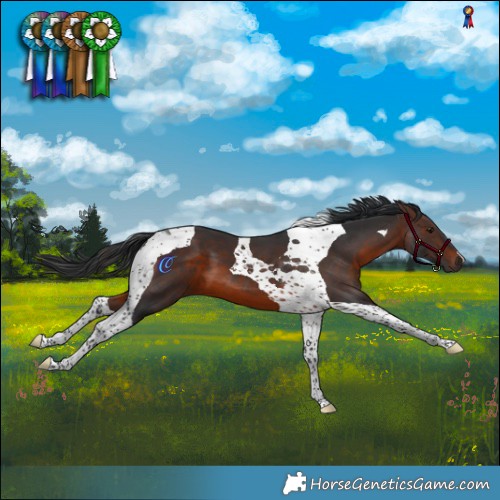 Horse Color:Brown Tobiano 