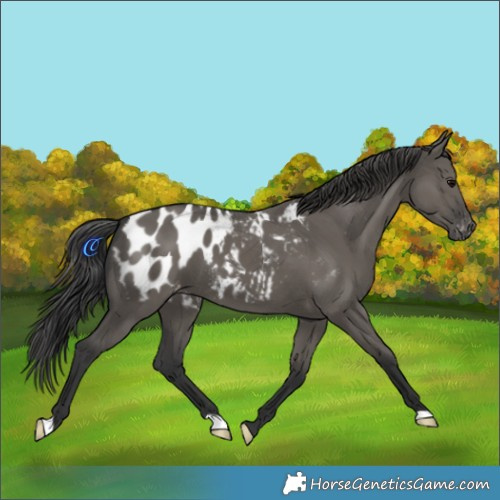 Horse Color:Grullo Blanket 