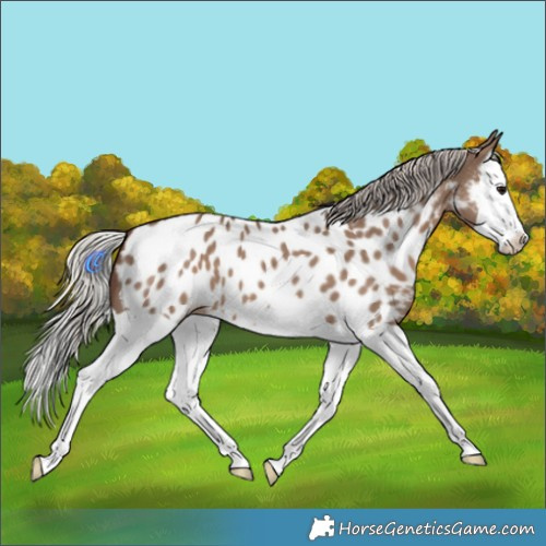 Horse Color:Silver Grullo Splash Blanket 