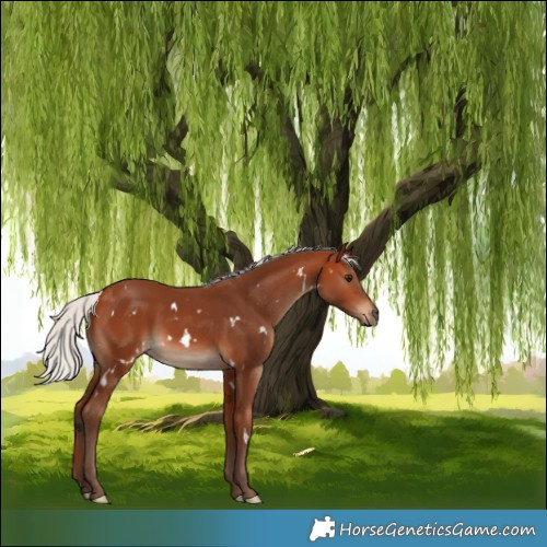 Horse Color:White Spotted Silver Bay Rabicano 
