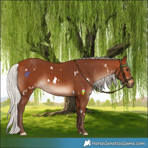 Horse Color:White Spotted Silver Bay Rabicano 
