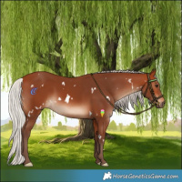 Horse Color:White Spotted Silver Bay Rabicano 
