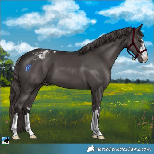 Horse Color:Smoky Black Appaloosa