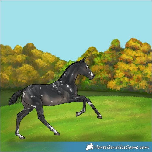 Horse Color:Powder White White Spotted Black 