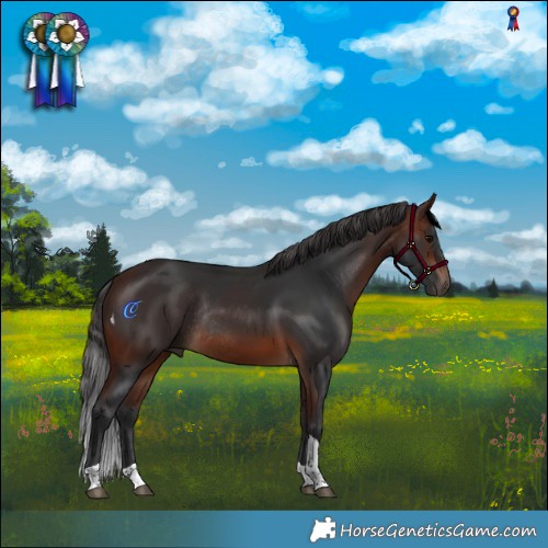 Horse Color:Brown Tobiano Rabicano 