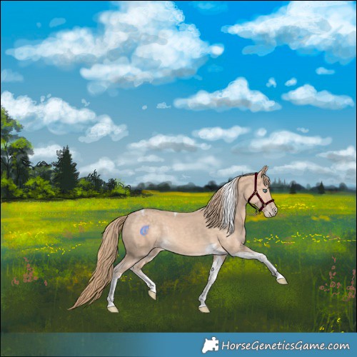 Horse Color:Perlino Tobiano Rabicano 