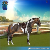Horse Color:Buckskin Tobiano Rabicano