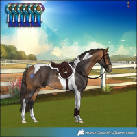 Horse Color:Buckskin Tobiano Rabicano 