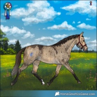Horse Color:Buckskin Dun Rabicano Brindle 