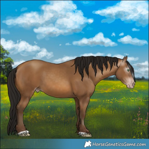 Horse Color:Gray Amber Champagne