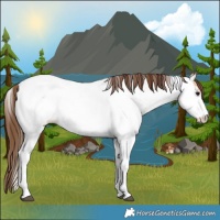 Horse Color:Bay Dun Tobiano Near Fewspot 