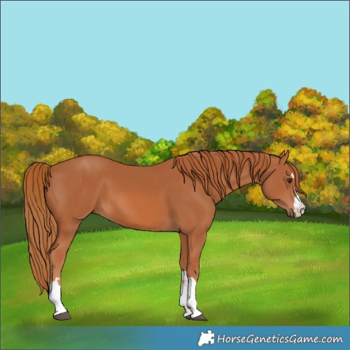 Horse Color:Chestnut 