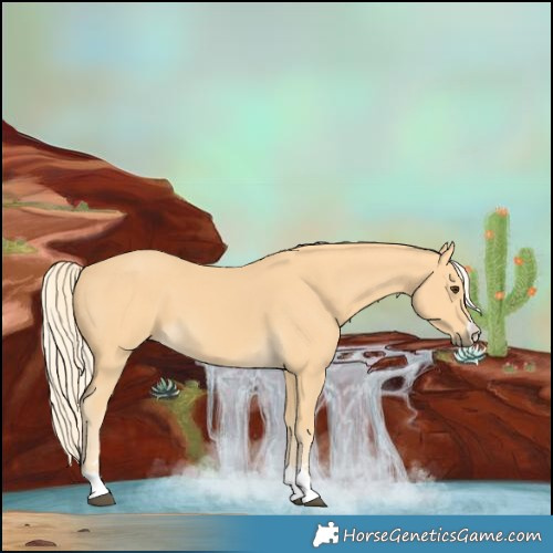 Horse Color:Palomino